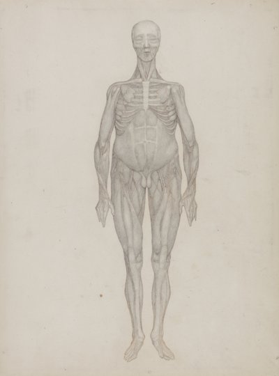Study of the Human Figure, Anterior View, from 