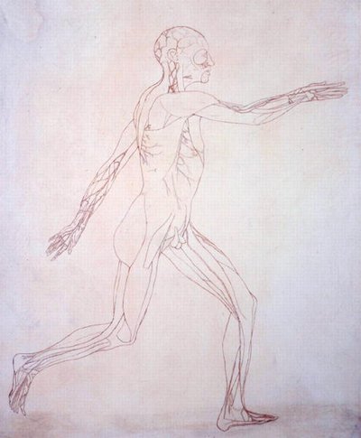 Study of the Human Figure, Lateral View, from A Comparative Anatomical Exposition of the Structure of the Human Body with that of a Tiger and a Common Fowl, c.1795-1806 by George Stubbs