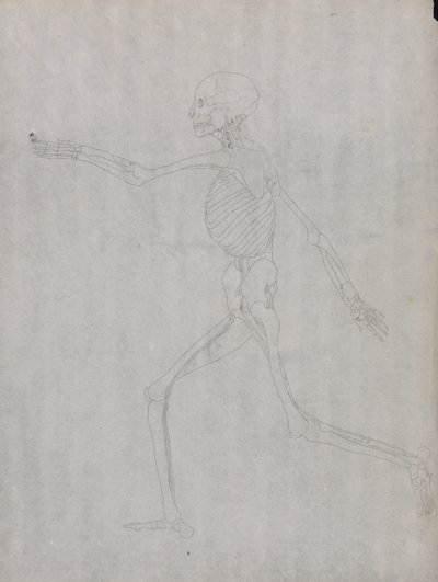 Study of the Human Figure, Lateral View, from A Comparative Anatomical Exposition of the Structure of the Human Body with that of a Tiger and a Common Fowl by George Stubbs