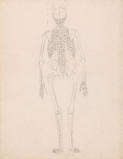 Study of the Human Figure, Posterior View, Diagram for Key to Table II, from A Comparative Anatomical Exposition of the Structure of the Human Body with that of a Tiger and a Common Fowl, c.1795-1806 by George Stubbs