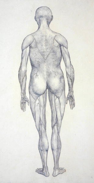Study of the Human Figure, Posterior View, from A Comparative Anatomical Exposition of the Structure of the Human Body with that of a Tiger and a Common Fowl, c.1795-1806 by George Stubbs