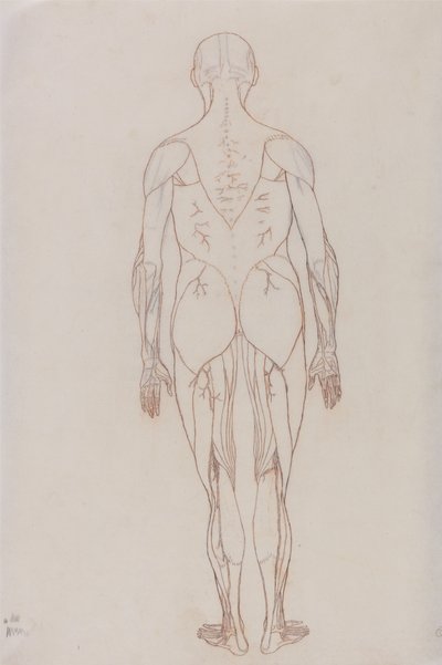 Study of the Human Figure, Posterior View, from A Comparative Anatomical Exposition of the Structure of the Human Body with that of a Tiger and a Common Fowl, c.1795-1806 by George Stubbs
