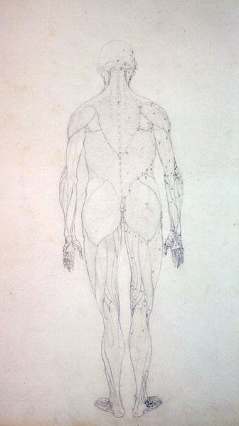 Study of the Human Figure, Posterior View, from A Comparative Anatomical Exposition of the Structure of the Human Body with that of a Tiger and a Common Fowl, c.1795-1806 by George Stubbs