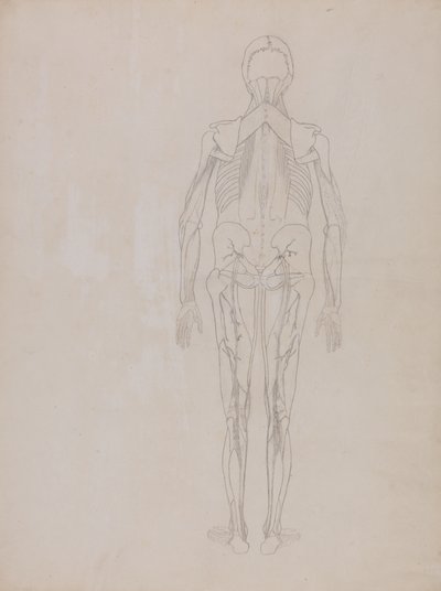 Study of the Human Figure, Posterior View, from A Comparative Anatomical Exposition of the Structure of the Human Body with that of a Tiger and a Common Fowl, c.1795-1806 by George Stubbs