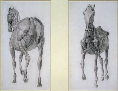 The Study of Muscles: Frontal and Rear Views, from the 13th Anatomical Table, from the Anatomy of the Horse, 1766 by George Stubbs