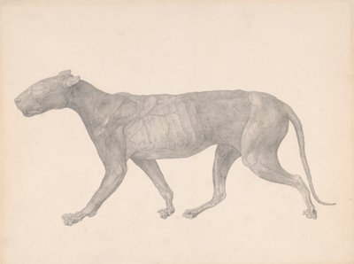 Tiger, Lateral View, with Skin and Tissue Removed (Finished Study for Table IX) by George Stubbs