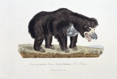 Natural History Plate: Zoological Plate depicting the Bear with Great Lips, Ursus labiatus, De Blainville - in 