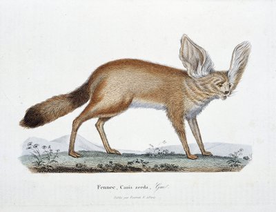 Natural History Plate: Zoological board representing the Fennec, Canis zerda - in 