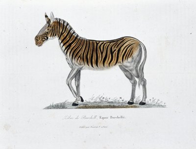 Natural History Plate: Zoological board representing the Zebra of Burchell, Equus Burchellii - in Complete Works of Buffon by naturalist Georges Louis Leclerc, Count of Buffon by Georges Louis Leclerc