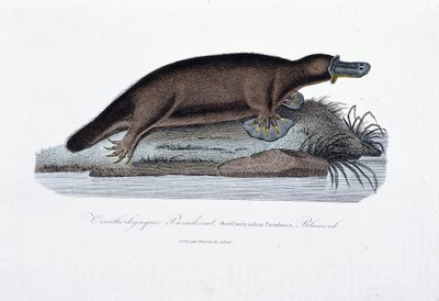 Natural History Plate: Zoological board representing the Ornithorhynchus Paradoxus (Ornithorhynchus Paradoxux), Blumenb - in 