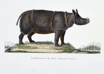 Natural History Plate: Zoological chart representing the Rhinoceros of Java (Rhinoceros Javanicus) - in 