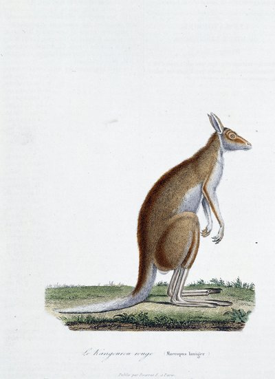 Natural History Plate: Zoological plate depicting red kangaroo in 