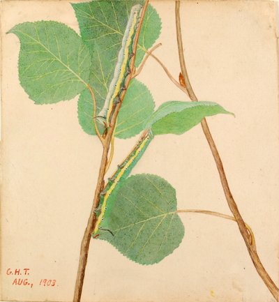 "Mirror-Back" Caterpillar, study for book Concealing Coloration in the Animal Kingdom by Gerald H. Thayer
