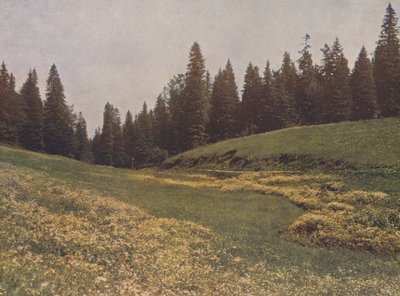 Meadow on the Feldberg, Black Forest, Germany by German Photographer