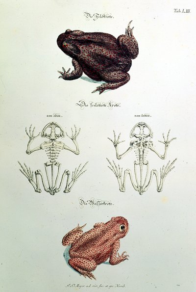 Toads, plate LIII from 