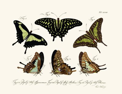 Butterflies by German School