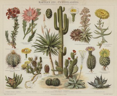 Cacti and succulents by German School