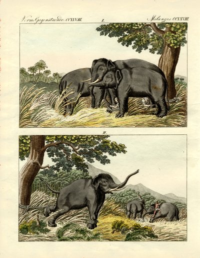 Capture of elephants by decoy elephant by German School