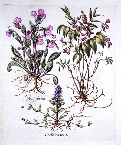 Creeping Bugle, Spring Vetch and Red Campion, from Hortus Eystettensis by German School