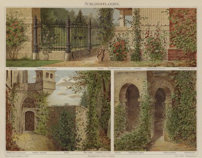 Creeping and Climbing Plants by German School