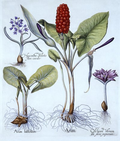 Cuckoo Pint, Spring Meadow Saffron, Star Hyacinth, from Hortus Eystettensis by German School