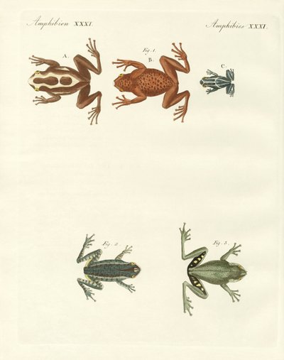 Different Kinds of Foreign Tree Frogs (coloured engraving) by German School