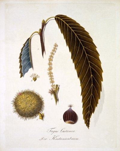 Fagus Castanea, from 