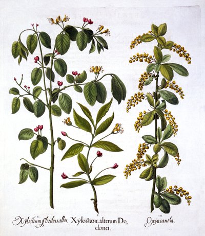 Fly Honeysuckle and Hawthorn, from Hortus Eystettensis by German School