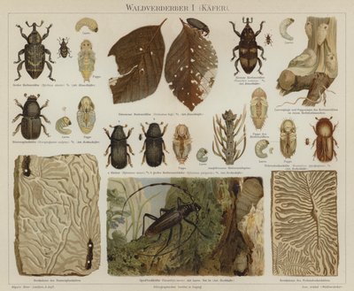 Forest pests: beetles by German School
