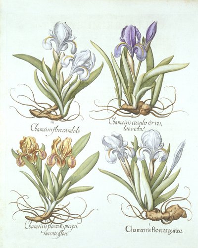 Four Varieties of Rhizomatous Irises, from Hortus Eystettensis by German School