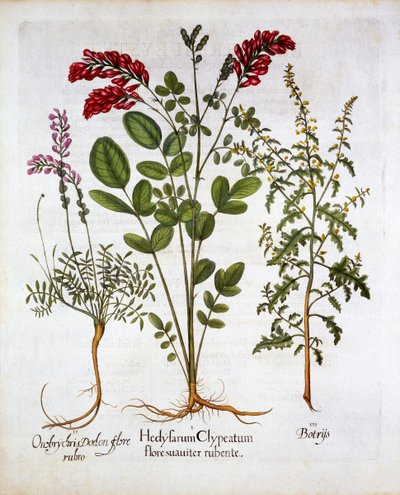 French Honeysuckle, Common Sainfoin and Feather Geranium, from Hortus Eystettensis by German School