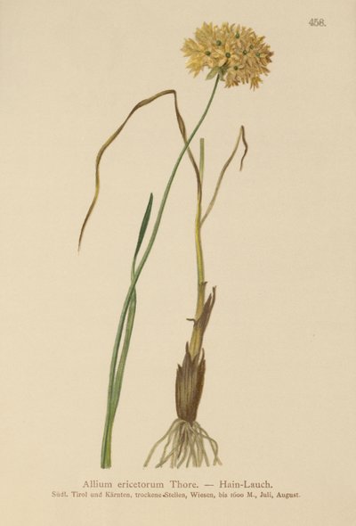 Heath Garlic by German School