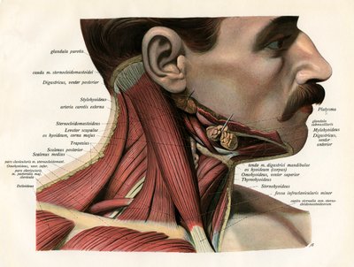 Lateral View of the Muscles and Glands of the Human Neck by German School