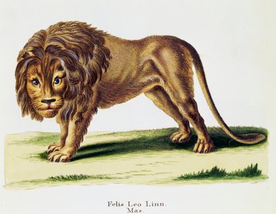 Lion (Felis leo), from Mammals illustrated from Nature with descriptions, by Johann Christian Daniel von Schreber, engraving by H I Tisroff, volume 3, table 97-A, Germany by German School