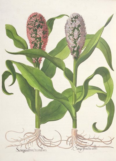 Millet, from the Hortus Eystettensis by Basil Besler, pub. 1613 by German School