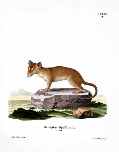North American Opossum by German School