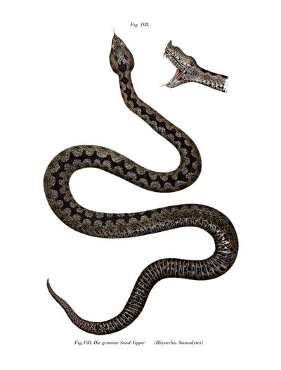 Nose-horned Viper by German School