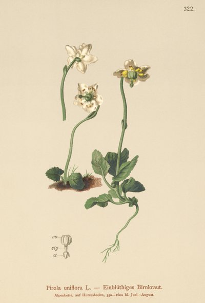 One-flowered Wintergreen by German School