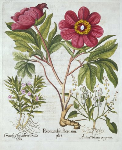 Paeony, Hedge Hyssop and Sheeps Sorrel, from Hortus Eystettensis by German School