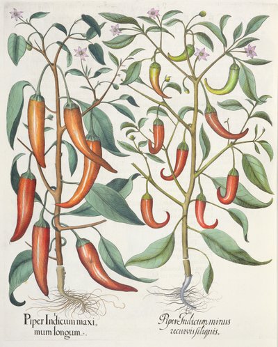 Peppers, from the Hortus Eystettensis by Basil Besler, pub. 1613 by German School