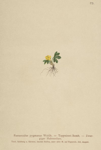 Pygmy Buttercup by German School