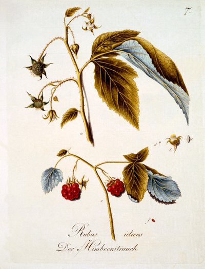 Raspberry, illustration from a book of German wild flowers by Johann Daniel von Reitter, published c.1803-5 by German School