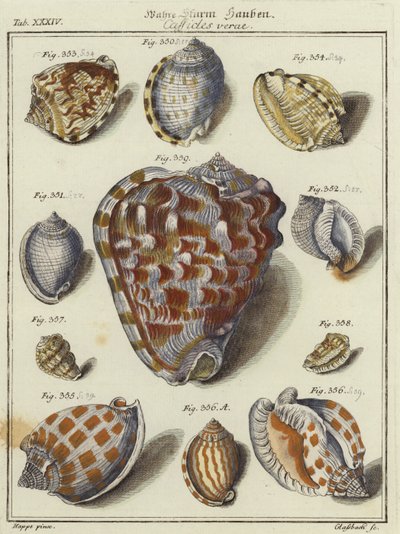 Shells by German School