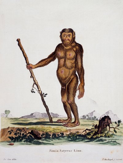 Simia satyrus, from Mammals illustrated from Nature with descriptions by German School