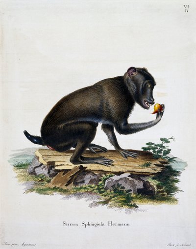 Simia sphingiola from Mammals illustrated from Nature with descriptions by German School