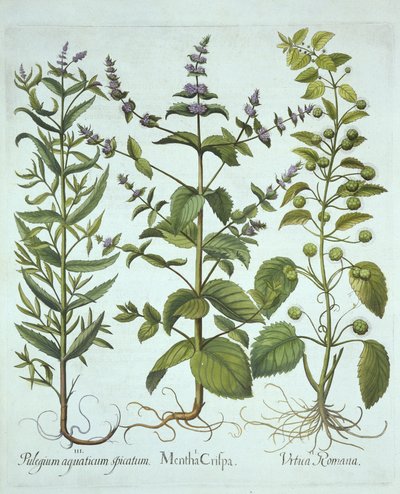 Spearmint, Roman Nettle and Long-Leaved Horsemint, from Hortus Eystettensis by German School