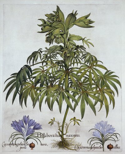 Stinking Hellebore, and Two Kinds of Crocus, from Hortus Eystettensis by German School