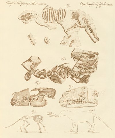 Strange Fossils of Four-Footed Animals by German School