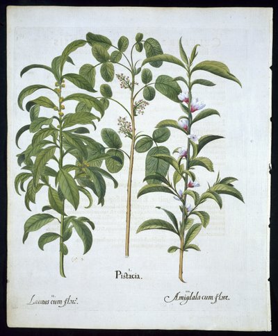 Pistachio Nut, Bay Tree (Laurus Nobilis), and Almond, plate 6 from Hortus Eystettensis by Basil Besler, pub. 1613 by German School