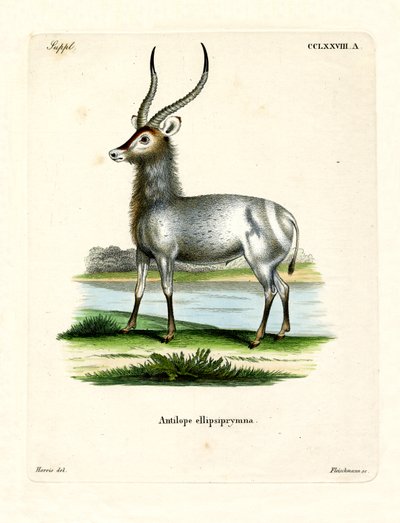 Waterbuck by German School